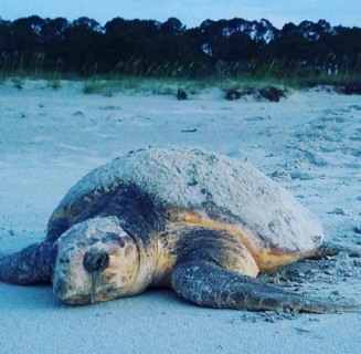 turtle