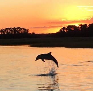 dolphin