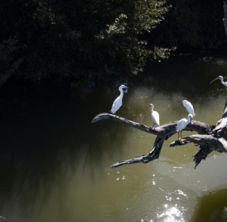 birds