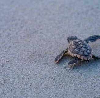 baby turtle on beach 