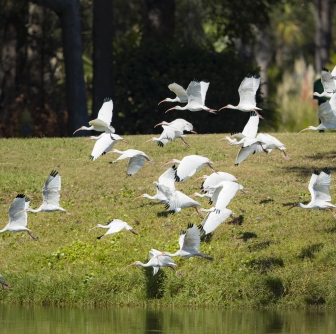 birds flying low over the water