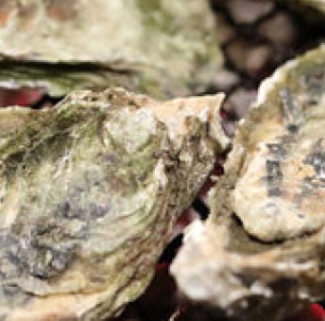 Oyster sells on a plate.