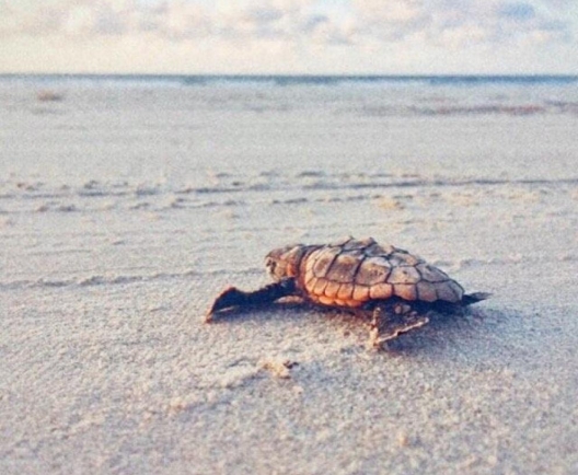 turtle