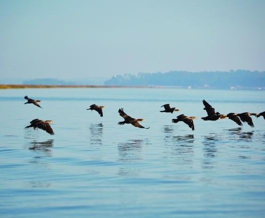 birds flying low over the water