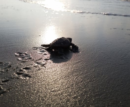 a baby turtle making its way to the water