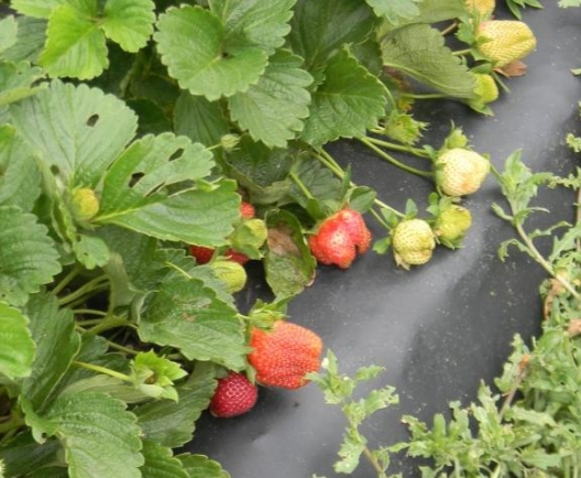 strawberries