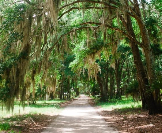 HHI Trees 