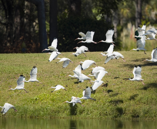 birds flying low over the water