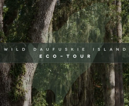 Cover photo for Daufuskie Island Eco Tour