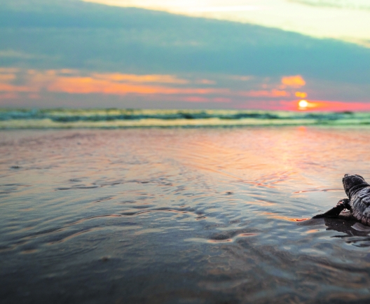 turtle in water with sunset