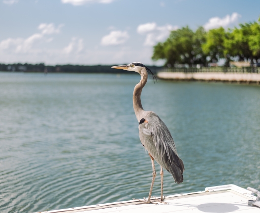 bird sitting on dock 