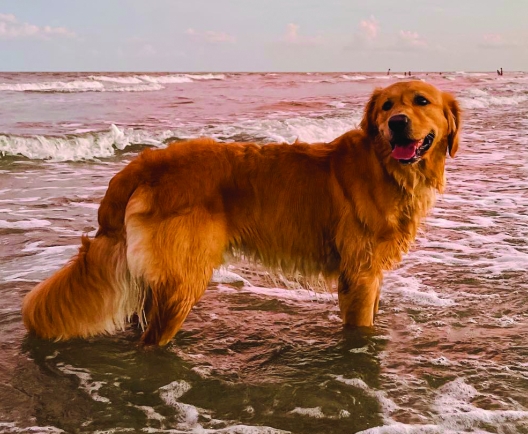 dog at beach