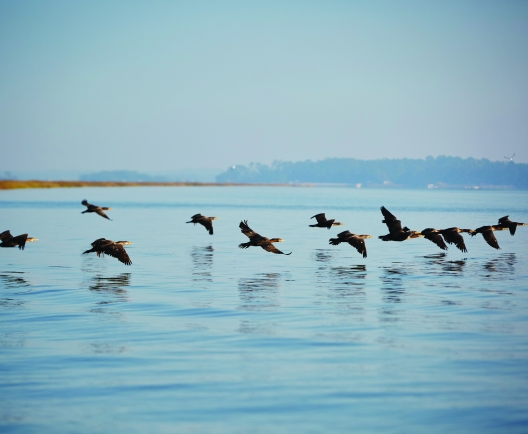 A flock of birds fly over calm water