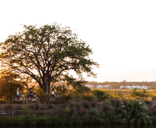 A tree reflected in still water