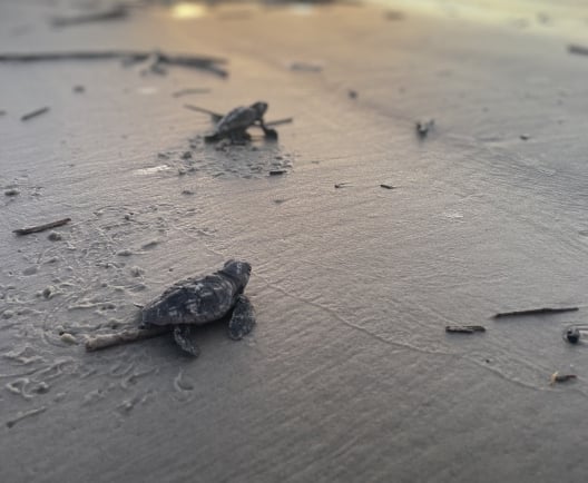 baby turtles hatching on beach during sunrise 