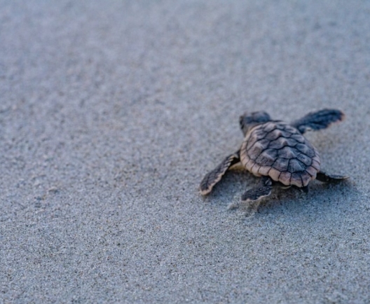 baby turtle on beach 