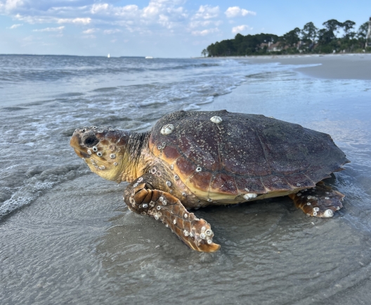 Loggerhead sea turtle on beach going into water 
