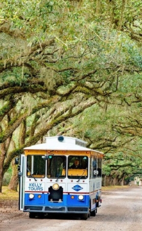 bus driving through tree covered road