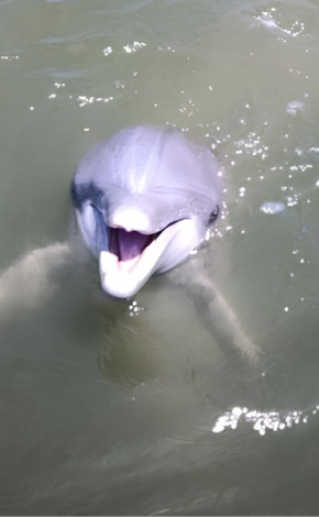 Dolphin