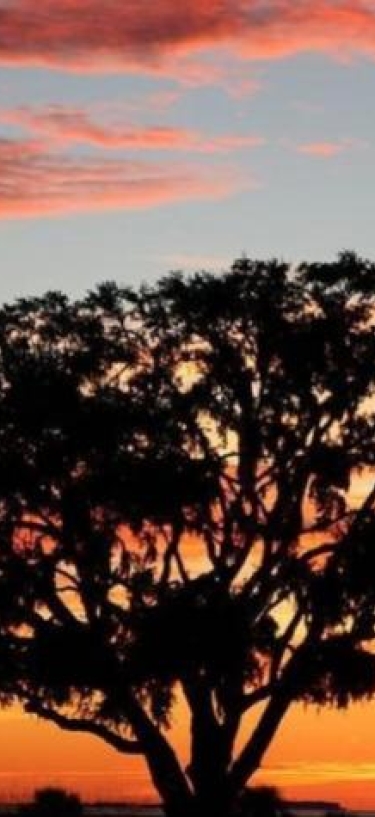 sunset tree