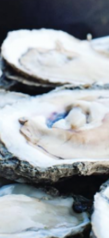 oyster
