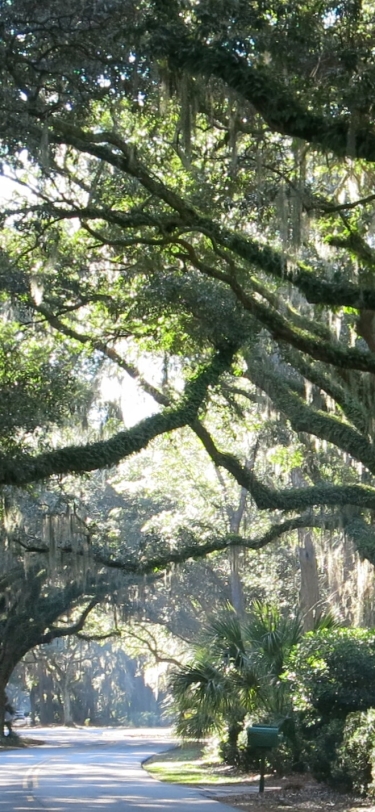 spanish moss covered road