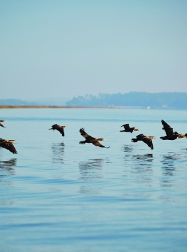 birds flying low over the water