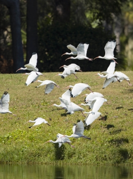 birds flying low over the water
