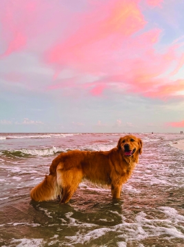 dog at beach
