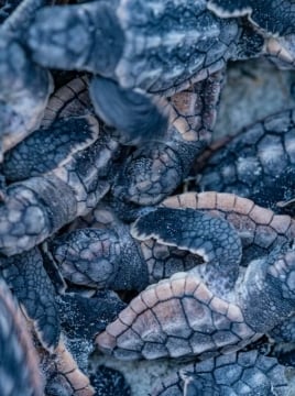 turtle hatchlings