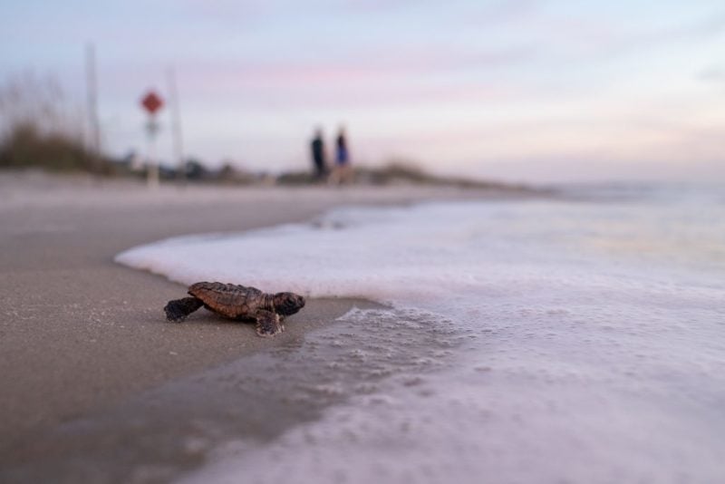 Every Stay Helps a Sea Turtle - Turtle