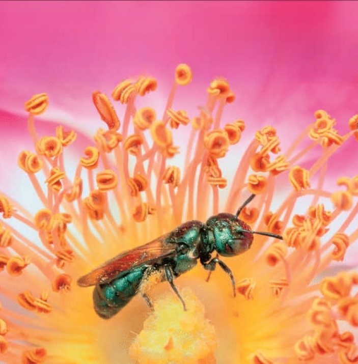 Wild bees